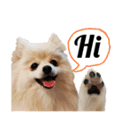 ポメラニアンが英語であいさつ Pomeranian（個別スタンプ：1）