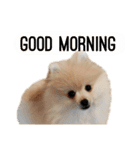 ポメラニアンが英語であいさつ Pomeranian（個別スタンプ：2）