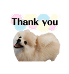 ポメラニアンが英語であいさつ Pomeranian（個別スタンプ：3）