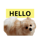 ポメラニアンが英語であいさつ Pomeranian（個別スタンプ：5）