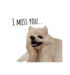 ポメラニアンが英語であいさつ Pomeranian（個別スタンプ：6）