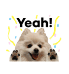 ポメラニアンが英語であいさつ Pomeranian（個別スタンプ：7）