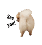 ポメラニアンが英語であいさつ Pomeranian（個別スタンプ：8）