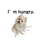 ポメラニアンが英語であいさつ Pomeranian（個別スタンプ：9）