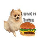 ポメラニアンが英語であいさつ Pomeranian（個別スタンプ：10）