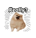 ポメラニアンが英語であいさつ Pomeranian（個別スタンプ：11）