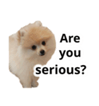 ポメラニアンが英語であいさつ Pomeranian（個別スタンプ：12）
