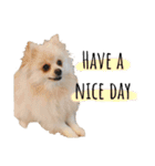 ポメラニアンが英語であいさつ Pomeranian（個別スタンプ：13）