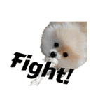 ポメラニアンが英語であいさつ Pomeranian（個別スタンプ：14）