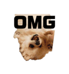 ポメラニアンが英語であいさつ Pomeranian（個別スタンプ：16）