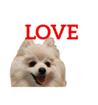 ポメラニアンが英語であいさつ Pomeranian（個別スタンプ：17）