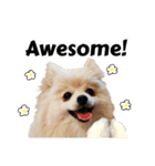 ポメラニアンが英語であいさつ Pomeranian（個別スタンプ：18）