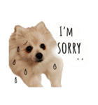ポメラニアンが英語であいさつ Pomeranian（個別スタンプ：19）