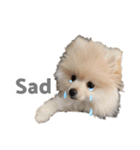 ポメラニアンが英語であいさつ Pomeranian（個別スタンプ：20）