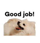 ポメラニアンが英語であいさつ Pomeranian（個別スタンプ：21）