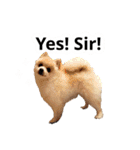 ポメラニアンが英語であいさつ Pomeranian（個別スタンプ：22）