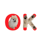 ポメラニアンが英語であいさつ Pomeranian（個別スタンプ：23）