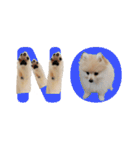 ポメラニアンが英語であいさつ Pomeranian（個別スタンプ：24）