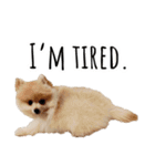 ポメラニアンが英語であいさつ Pomeranian（個別スタンプ：26）