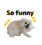 ポメラニアンが英語であいさつ Pomeranian（個別スタンプ：27）