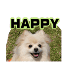 ポメラニアンが英語であいさつ Pomeranian（個別スタンプ：29）