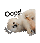 ポメラニアンが英語であいさつ Pomeranian（個別スタンプ：30）