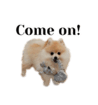 ポメラニアンが英語であいさつ Pomeranian（個別スタンプ：31）