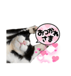 ドジ猫ベル。第三弾（個別スタンプ：4）