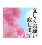 大人女子のピンク満開❤️桜 春の挨拶（個別スタンプ：8）