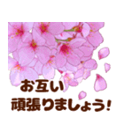 大人女子のピンク満開❤️桜 春の挨拶（個別スタンプ：26）
