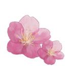 大人女子のピンク満開❤️桜 春の挨拶（個別スタンプ：37）