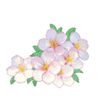 大人女子のピンク満開❤️桜 春の挨拶（個別スタンプ：38）