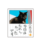 黒猫じみーのあいさつ（個別スタンプ：2）