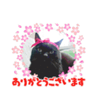 黒猫じみーのあいさつ（個別スタンプ：3）