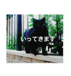 黒猫じみーのあいさつ（個別スタンプ：9）