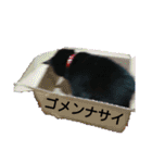 黒猫じみーのあいさつ（個別スタンプ：19）