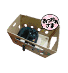 黒猫じみーのあいさつ（個別スタンプ：20）