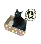 黒猫じみーのあいさつ（個別スタンプ：21）