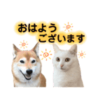 柴犬ヒメと白猫ルル2（個別スタンプ：1）