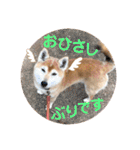 柴犬ヒメと白猫ルル2（個別スタンプ：2）