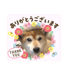 柴犬ヒメと白猫ルル2（個別スタンプ：4）