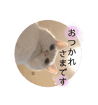 柴犬ヒメと白猫ルル2（個別スタンプ：5）