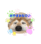 柴犬ヒメと白猫ルル2（個別スタンプ：6）