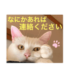 柴犬ヒメと白猫ルル2（個別スタンプ：7）