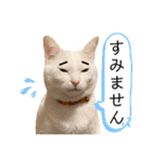 柴犬ヒメと白猫ルル2（個別スタンプ：8）