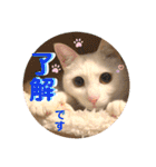 柴犬ヒメと白猫ルル2（個別スタンプ：10）