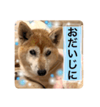 柴犬ヒメと白猫ルル2（個別スタンプ：11）