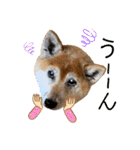 柴犬ヒメと白猫ルル2（個別スタンプ：14）
