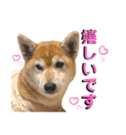 柴犬ヒメと白猫ルル2（個別スタンプ：16）