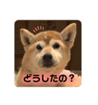 柴犬ヒメと白猫ルル2（個別スタンプ：18）